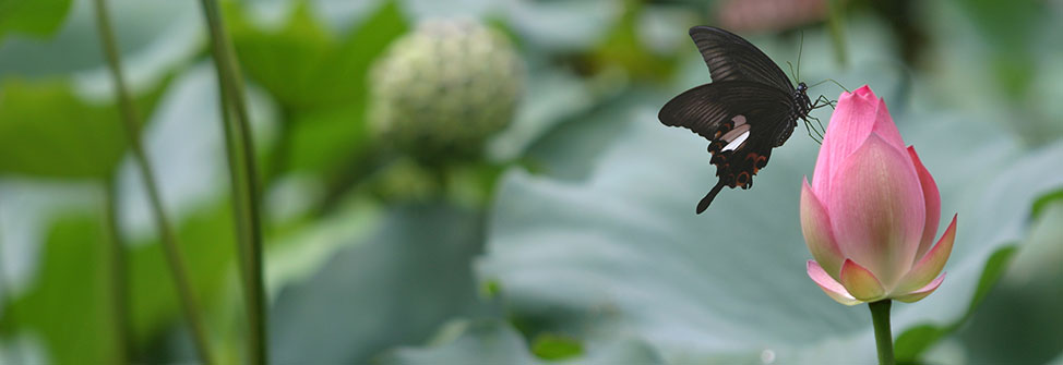 Slideshow image: University of Hong Kong